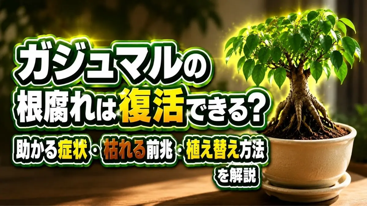 ガジュマルの根腐れから復活する方法や助かる症状・植え替え対策を解説したアイキャッチ画像