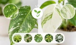 観葉植物の白い模様や斑入り品種を比較するイメージ|病気ではない葉の特徴を解説