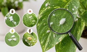 観葉植物につく白い虫の種類を拡大比較したイメージ|カイガラムシ・ハダニ・コナジラミの見分け方