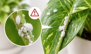 観葉植物に付いた白いふわふわしたカイガラムシを拡大したイメージ|葉や茎に発生する害虫の症状