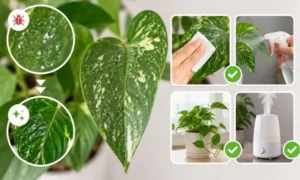 観葉植物の葉に白い点々が出たときの対処法を解説するイメージ|葉の拭き取りや予防管理の方法
