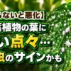 観葉植物の葉に白い点々と白い虫が発生しているイメージ｜害虫被害のサインや危険な症状を解説