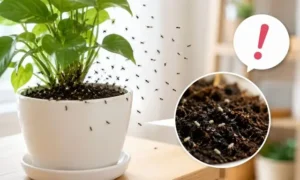 観葉植物の土から黒い小さい虫が大量発生している原因を解説するイメージ画像