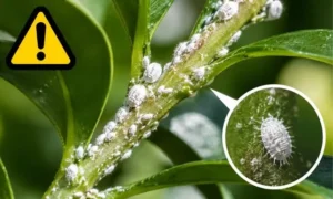 観葉植物に発生した白い小さい虫の拡大画像。カイガラムシ・コナカイガラムシの発生例と注意サイン