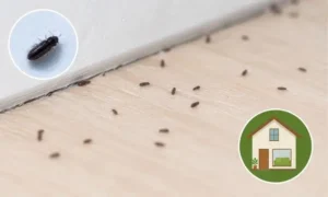 家の床に出るゴマみたいな小さい虫の画像。室内に発生する小型害虫の正体と見分け方を解説