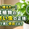 観葉植物に発生した小さい虫の拡大画像。室内で急に増える害虫の正体や原因を解説するアイキャッチ