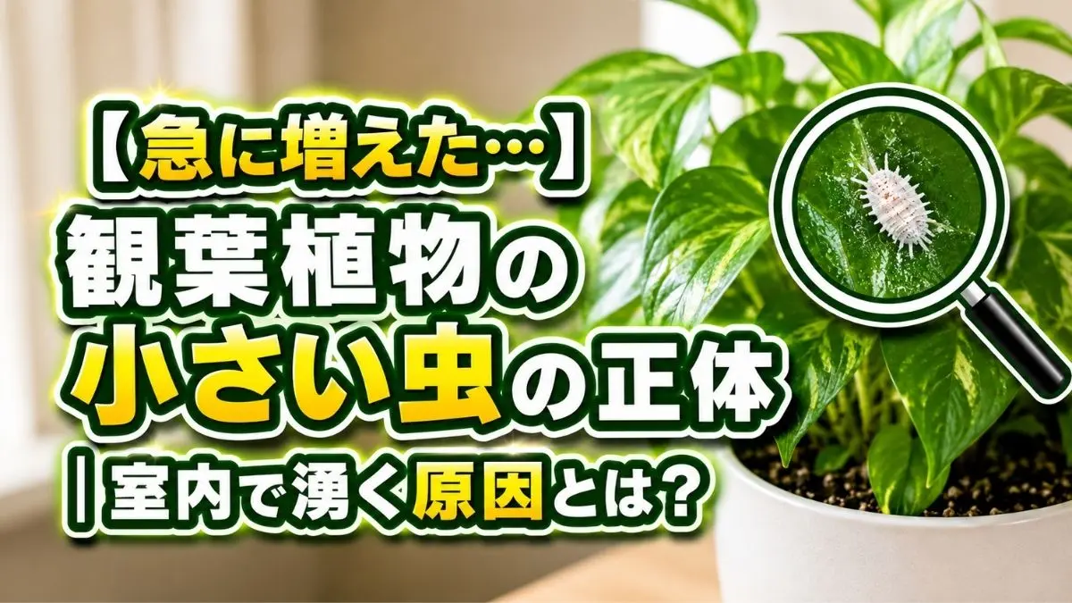 観葉植物に発生した小さい虫の拡大画像。室内で急に増える害虫の正体や原因を解説するアイキャッチ