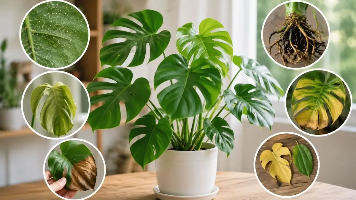 モンステラの葉が黄色い・茶色い・葉落ち・根腐れ・ハダニ症状をまとめた観葉植物トラブル診断イメージ