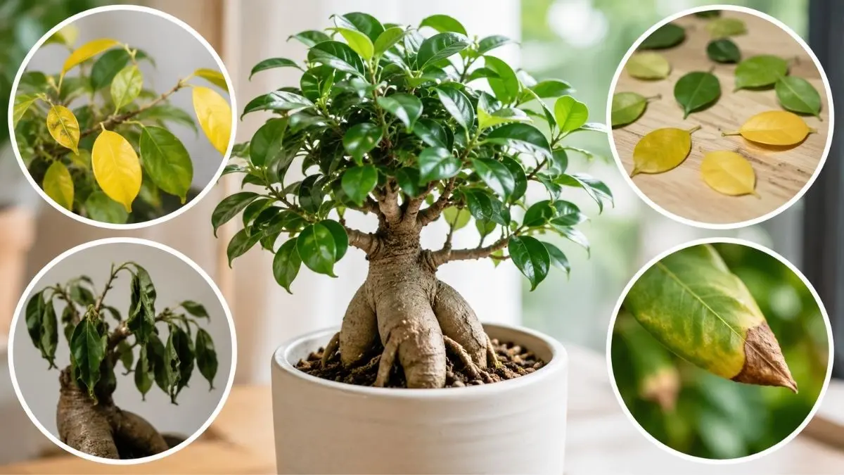 ガジュマルの葉が黄色い・葉落ち・しおれ・葉先が茶色い症状をまとめた観葉植物トラブル診断イメージ
