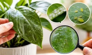 観葉植物の葉がベタつく原因を確認するために、害虫や葉の表面を拡大してチェックしている様子