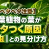 観葉植物の葉がベタつく原因を、害虫の拡大表示とともに比較しながら解説しているアイキャッチ画像