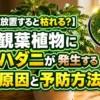 観葉植物に発生したハダニ被害の症状と、枯れる前に見直したい予防方法をまとめたアイキャッチ画像