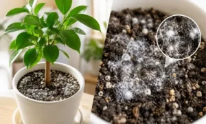 観葉植物の土に白いカビが広がる原因と見分け方を解説するイメージ画像