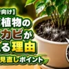 観葉植物の土に白いカビが生える原因と水やり見直しポイントを解説するアイキャッチ画像