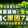 観葉植物に黒い小さい虫が発生しやすくなる原因と室内管理ミスをイメージしたアイキャッチ画像
