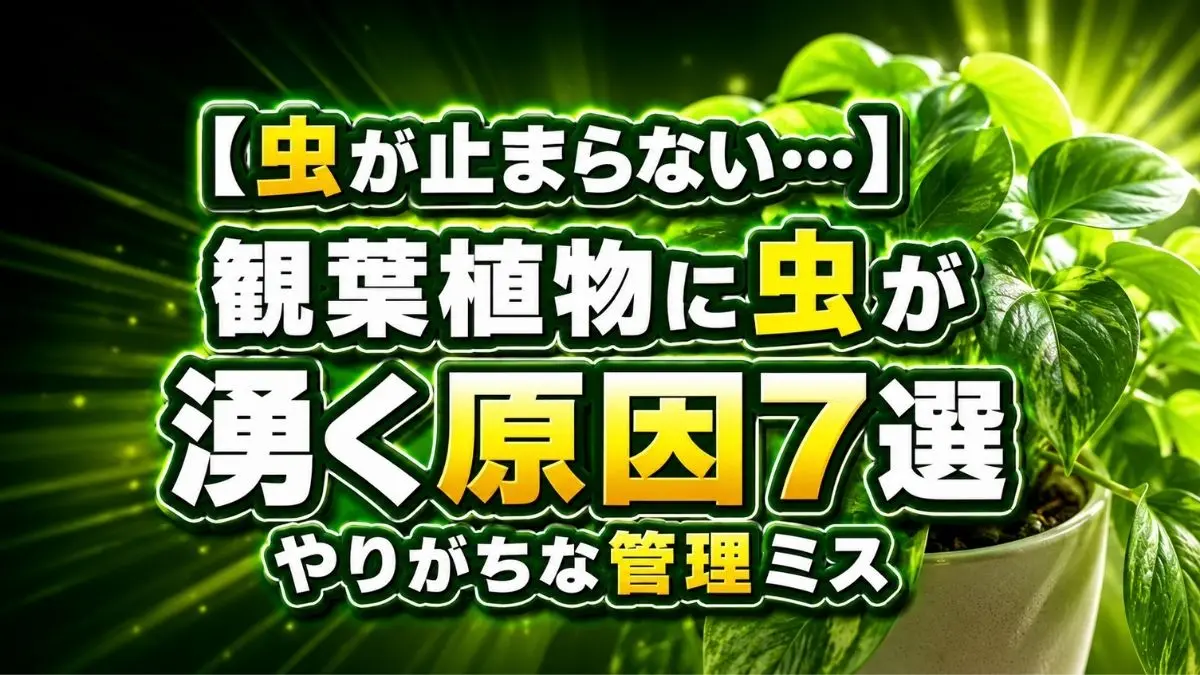 観葉植物に黒い小さい虫が発生しやすくなる原因と室内管理ミスをイメージしたアイキャッチ画像