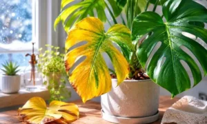 冬の窓辺で黄色く変色したモンステラの葉を映した観葉植物トラブル対策用アイキャッチ画像