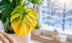 冬の寒さで黄色く変色したモンステラの葉を窓辺で撮影した観葉植物トラブル解説用アイキャッチ画像