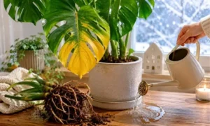 冬の水やり過多で黄色く変色したモンステラの葉と弱った根を映した観葉植物トラブル対策用アイキャッチ画像