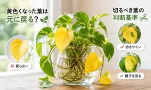 黄色くなったポトスの葉を切るべきか見分ける判断基準を解説した水栽培ポトスの比較アイキャッチ画像