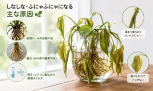 水栽培のポトスがしなしな・ふにゃふにゃに弱った原因を比較解説した観葉植物のアイキャッチ画像