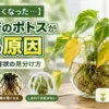 水栽培のポトスが黄色く弱る原因と復活サインを比較しながら解説した高コントラストの観葉植物アイキャッチ画像
