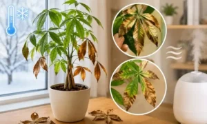 冬の低温障害と乾燥で葉が茶色く変色したパキラと、葉先の枯れ症状を比較した室内管理イメージ