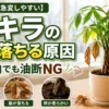 冬に葉が黄色く落ち始めたパキラと、葉落ち・幹の異変・根傷みの危険サインをまとめた高コントラストの観葉植物アイキャッチ画像