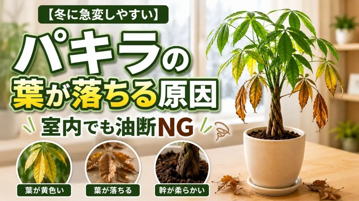 冬に葉が黄色く落ち始めたパキラと、葉落ち・幹の異変・根傷みの危険サインをまとめた高コントラストの観葉植物アイキャッチ画像