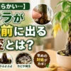 幹が柔らかくなり葉が黄色くなったパキラと、根腐れ前に出やすい異変サインをまとめた高コントラストの観葉植物アイキャッチ画像