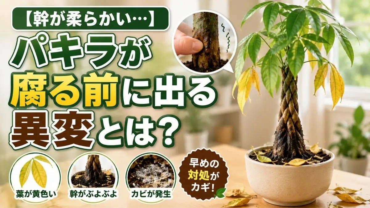 幹が柔らかくなり葉が黄色くなったパキラと、根腐れ前に出やすい異変サインをまとめた高コントラストの観葉植物アイキャッチ画像