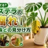黄色く変色したモンステラの葉と黒ずんだ根を比較しながら、根腐れの見分け方を解説する高コントラストのアイキャッチ画像
