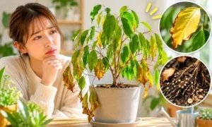 季節の変わり目に元気がなくなった観葉植物。葉が黄色くなり垂れ下がる症状と根の異常を確認する女性