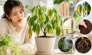 季節の変わり目に元気がなくなった観葉植物を心配そうに見る女性。葉の黄変やしおれ、気温変化や根の状態を確認している様子