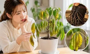 季節の変わり目に元気がなくなった観葉植物を確認する女性。葉が垂れる症状と弱った根の状態を比較している様子
