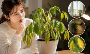 日照不足で葉色が悪くなった観葉植物を確認する女性。窓際と暗い場所の環境差や黄色くなった葉を比較している様子