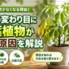 季節の変わり目に元気がなくなった観葉植物。寒暖差や水やりの失敗、日照不足による葉の黄変や根の異常を解説するイメージ
