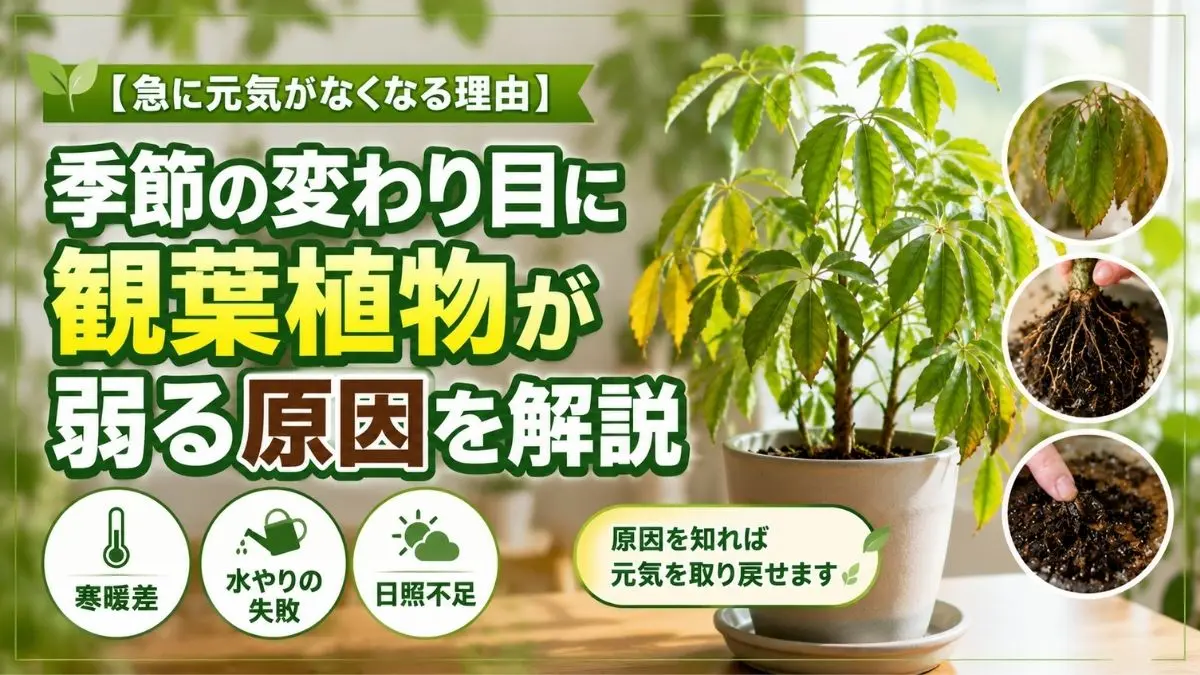 季節の変わり目に元気がなくなった観葉植物。寒暖差や水やりの失敗、日照不足による葉の黄変や根の異常を解説するイメージ