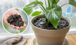 梅雨に観葉植物の土が乾かない原因とは？湿った土と根腐れリスクのイメージ