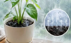 梅雨の高湿度で観葉植物の土が乾かず湿った状態が続いている様子