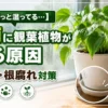 梅雨で観葉植物の土がずっと湿りカビや根腐れの原因になる状態を解説するアイキャッチ画像