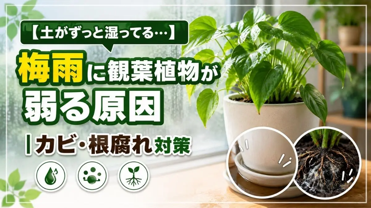 梅雨で観葉植物の土がずっと湿りカビや根腐れの原因になる状態を解説するアイキャッチ画像