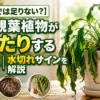 夏にぐったりした観葉植物の様子。葉が垂れる・土が乾燥する・葉先がしおれるなど水切れサインを示した画像