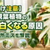 白くなった観葉植物の葉と葉焼け症状を比較した診断イメージ