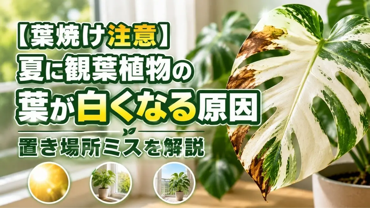 白くなった観葉植物の葉と葉焼け症状を比較した診断イメージ