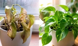 寒さで弱った観葉植物はまだ助かる？復活できる症状と枯れる前兆を比較したイメージ