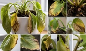 観葉植物が枯れる前兆を一覧で比較したイメージ。葉が黄色い、しおれる、葉先が茶色いなどの危険サインを解説