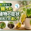 寒さで弱った観葉植物はまだ復活できる？葉の黄変やしおれなどの症状と枯れる前兆を解説するイメージ