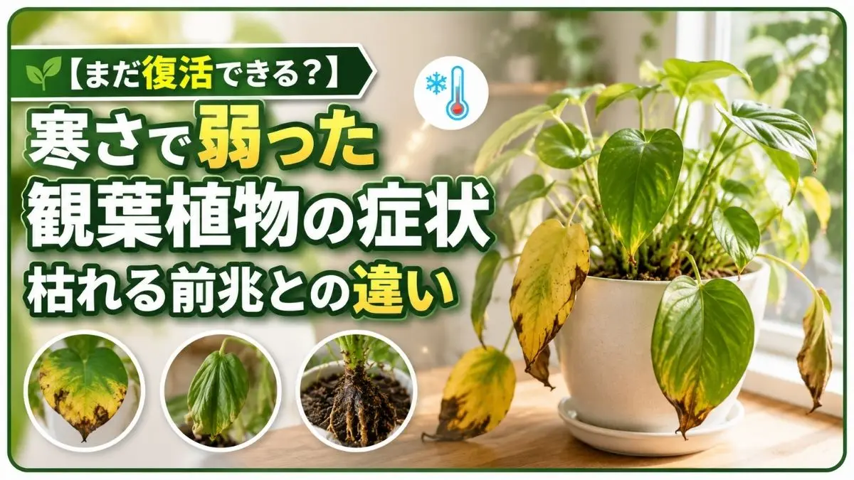 寒さで弱った観葉植物はまだ復活できる？葉の黄変やしおれなどの症状と枯れる前兆を解説するイメージ