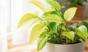 観葉植物の葉が薄い黄緑色になった様子｜日照不足や肥料不足のサインを確認する室内管理イメージ